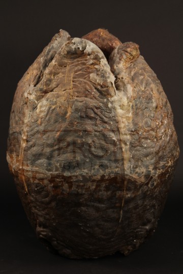 Alien egg