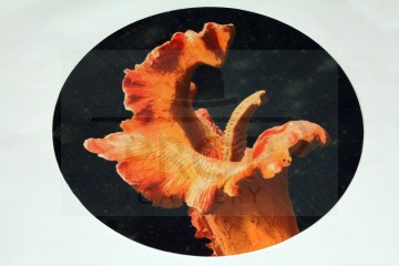 Triffid drum skin