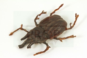 Pankot Palace banquet beetle