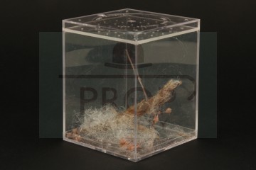 Spider cage
