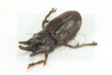 Pankot Palace banquet beetle