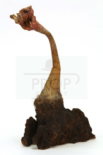 Triffid plant miniature