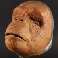 Ape mask