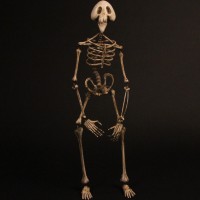 Skeleton stand in puppet
