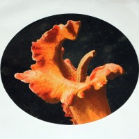 Triffid drum skin