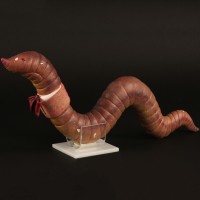 Mr. Earthworm stand in puppet