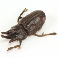 Pankot Palace banquet beetle